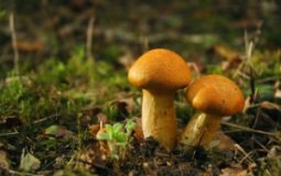 Вредны ли грибы для печени человека — научные факты о их влиянии