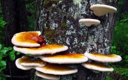 Топ-5 полезных свойств грибов рейши для человека