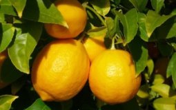 6 фактов о пользе лимона для головного мозга, а также лечебные рецепты на его основе