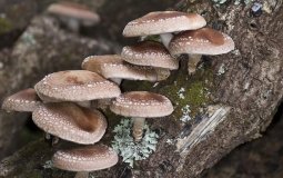 Топ-6 лечебных свойств грибов шиитаке для здоровья