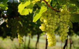 Польза и вред винограда для печени — 6 фактов и правила приема