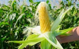 6 фактов о пользе кукурузных рылец для печени + советы, как их заваривать и принимать