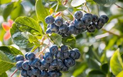 7 фактов о пользе черноплодной рябины для здоровья человека