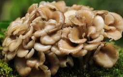 Польза и вред грибов майтаке — 5 доказанных свойств