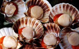 Чем полезен морской гребешок для здоровья — 5 тезисов